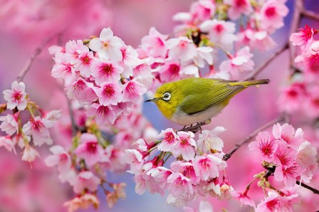 sakura02.jpg